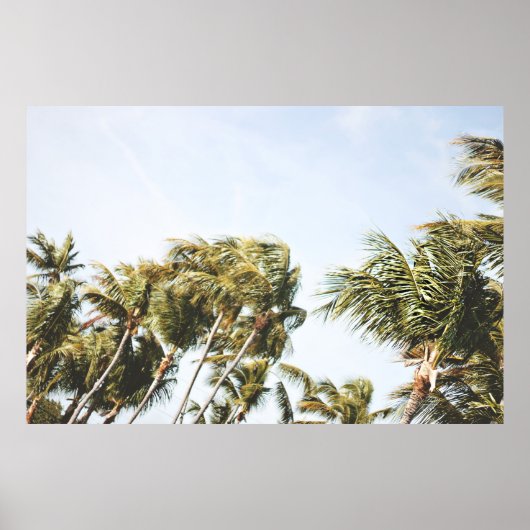 LOW-ANGLE PHOTOGRAPHY OF GREEN COCONUT TREES UNDER ポスター (正面)