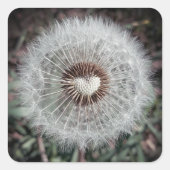 Löwenzahn スクエアシール (正面)