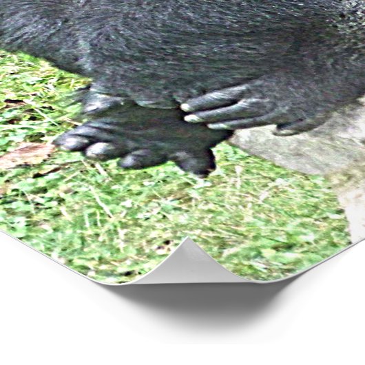 Lowland Gorilla座るポーズ ポスター (角)