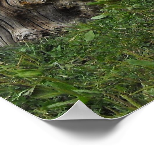 Lowland Gorilla silverback male at Durrell Zoo ポスター (角)