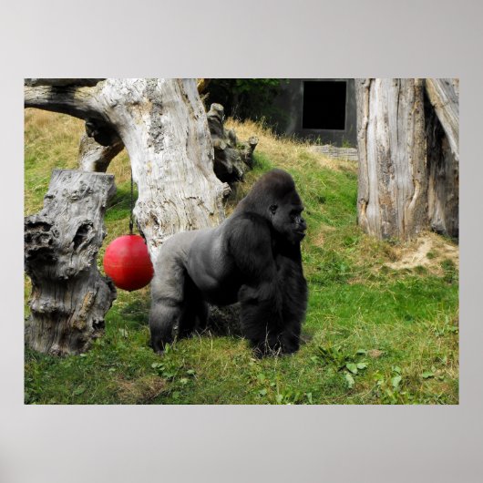 Lowland Gorilla silverback male at Durrell Zoo ポスター (正面)
