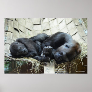 Lowland Gorillas Napping ポスター