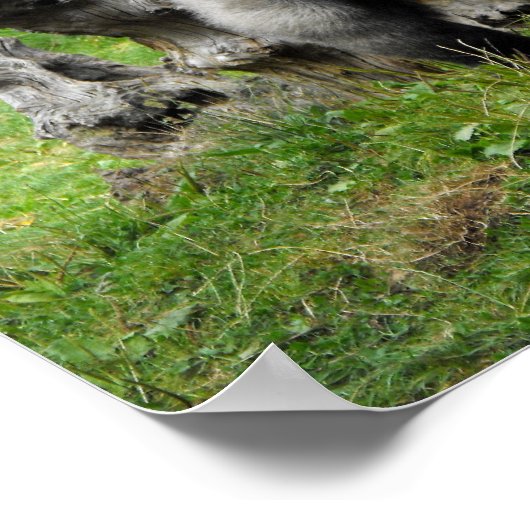 Lowland silverback gorilla ポスター (角)