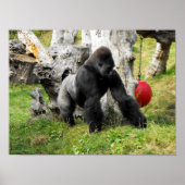 Lowland silverback gorilla ポスター (正面)