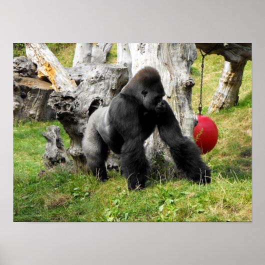 Lowland silverback gorilla ポスター (正面)