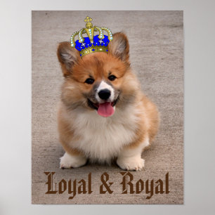 Loyal and Royal Corgi Puppy ポスター
