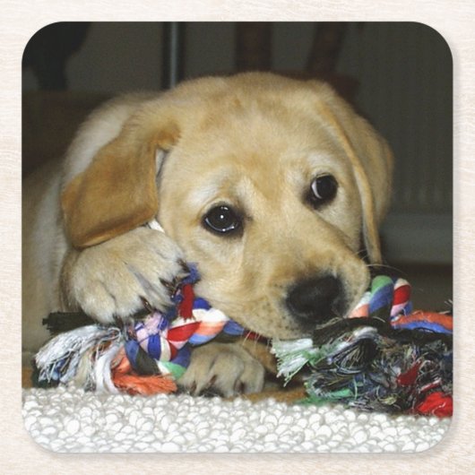 LRイエロー・ラブラドール・レトリーバーおもちゃ人形 スクエアペーパーコースター (正面)