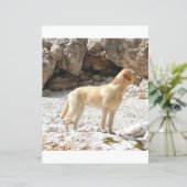 LRイエロー・ラブラドール・レトリーバーフル (スタンド正面)