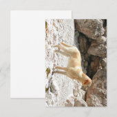 LRイエロー・ラブラドール・レトリーバーフル サンキューカード (正面/裏面)