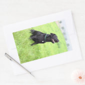 LRブラックラボシッティング 長方形シール (封筒)