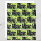 LRブラックラボフル (正面/裏面)