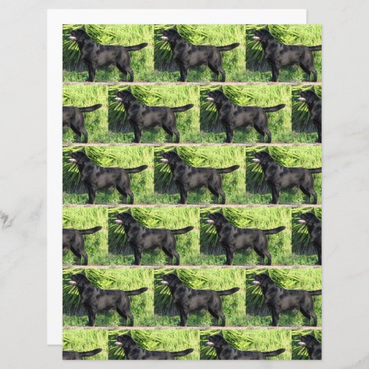 LRブラックラボフル (正面/裏面)