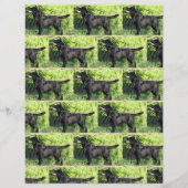 LRブラックラボフル (正面)