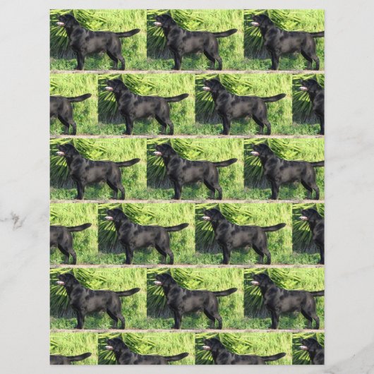 LRブラックラボフル (正面)