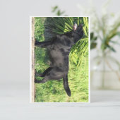 LRブラックラボフル サンキューカード (スタンド正面)