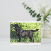 LRブラックラボフル ポストカード (スタンド正面)