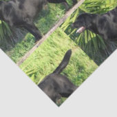 LRブラックラボフル 薄葉紙 (詳細)