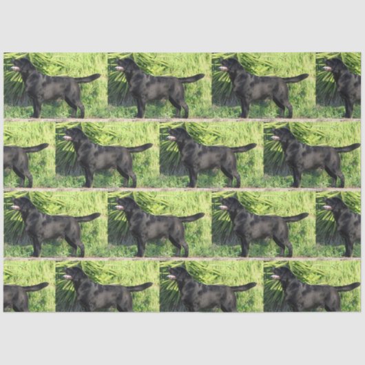 LRブラックラボフル 薄葉紙 (正面)