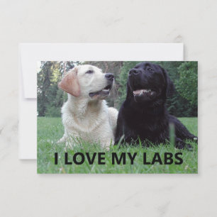 LR I Love My Labs with Love My Labs写真 サンキューカード