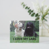 LR I Love My Labs with Love My Labs写真 ポストカード (スタンド正面)