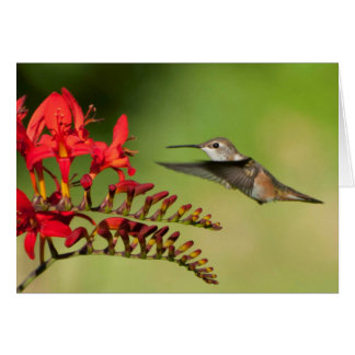 Lucifer CrocosmiaのRufousハチドリ
