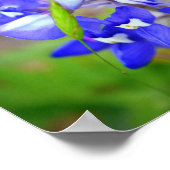 Lucky Bluebonnet ポスター (角)