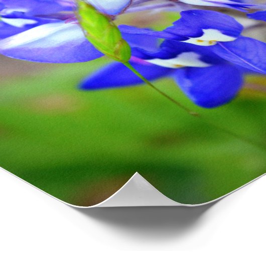Lucky Bluebonnet ポスター (角)