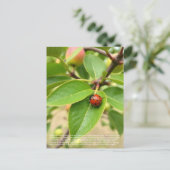 Lucky Ladybug  ポストカード (スタンド正面)