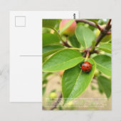 Lucky Ladybug  ポストカード (正面/裏面)