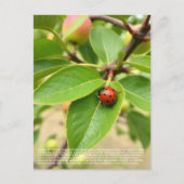 Lucky Ladybug  ポストカード (正面)