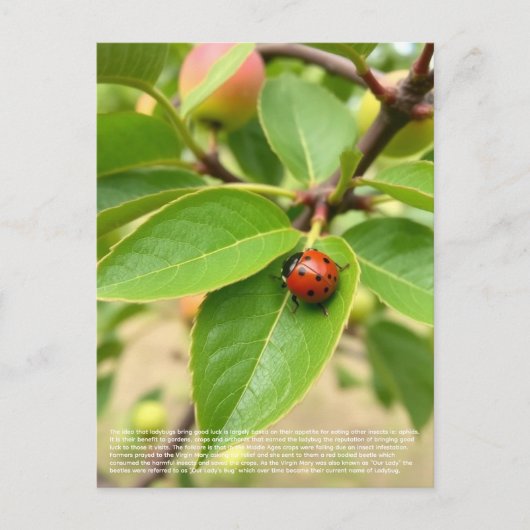 Lucky Ladybug  ポストカード (正面)
