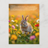 Lucky Rabbit Foot ポストカード (正面)