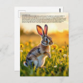 Lucky Rabbit Foot ポストカード (正面/裏面)