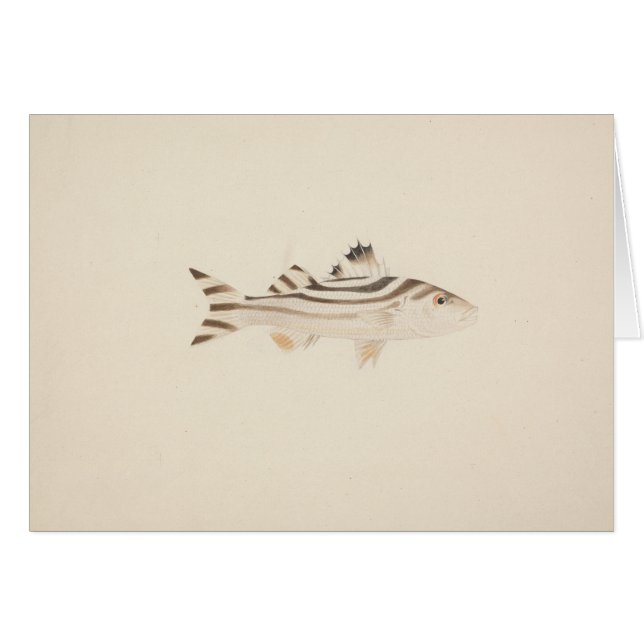 Luigi Balugani – 未確認魚 (正面横)