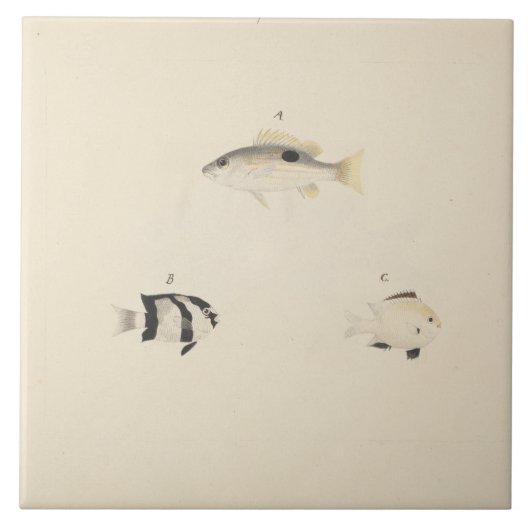 Luigi Balugani - Three Unidentified Fish タイル (正面)