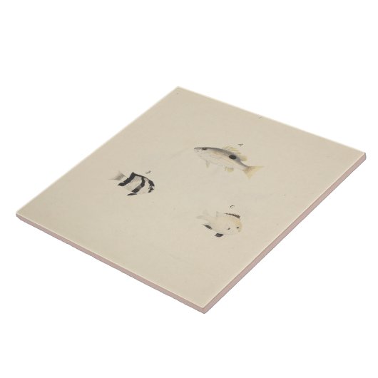 Luigi Balugani - Three Unidentified Fish タイル (側面)