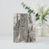 Lumberjacks with Giant Fir, 1905 ポストカード (スタンド正面)