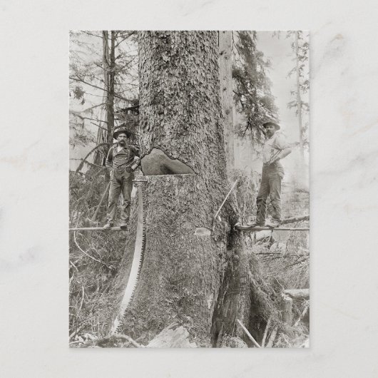 Lumberjacks with Giant Fir, 1905 ポストカード (正面)