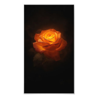 Luminous Orange Rose on Black Velvet – Elegant Flo フォトプリント