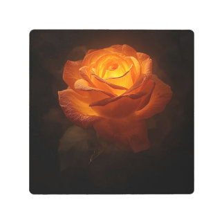 Luminous Orange Rose on Black Velvet – Elegant Flo メタルプリント