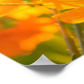 Lumphun省の分野のコスモスの花 ポスター (角)