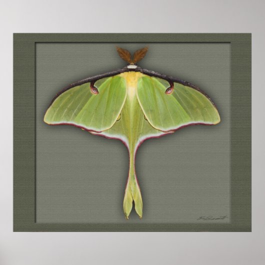 Lunaプリント-28x24 – その他のサイズが利用可能 ポスター (正面)