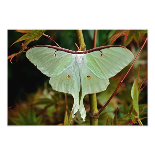 Luna Moth 19x16大プリント フォトプリント (正面)