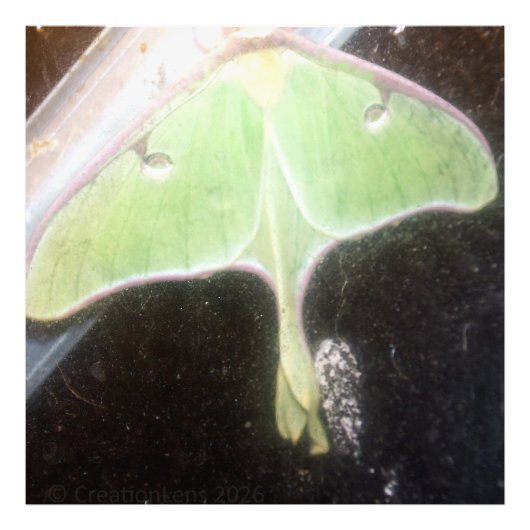 Luna Moth Close-Up フォトプリント (正面)
