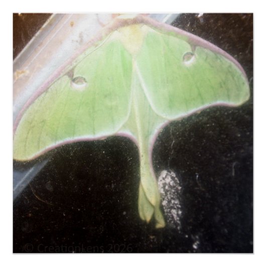 Luna Moth Close-Up ポスター (正面)