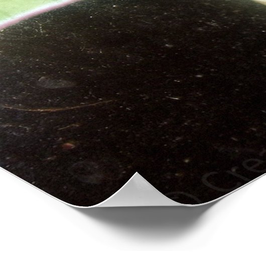 Luna Moth Close-Up ポスター (角)