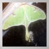Luna Moth Close-Up ポスター (正面)
