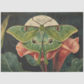 Luna Moth ConservatoryvBotanicals 薄葉紙 (正面)