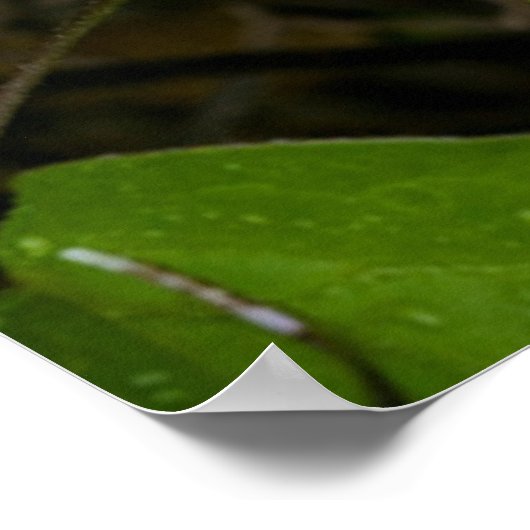 Luna Moth on Carnaby Clematis ポスター (角)