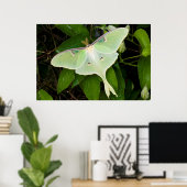 Luna Moth on Carnaby Clematis ポスター (ホームオフィス)
